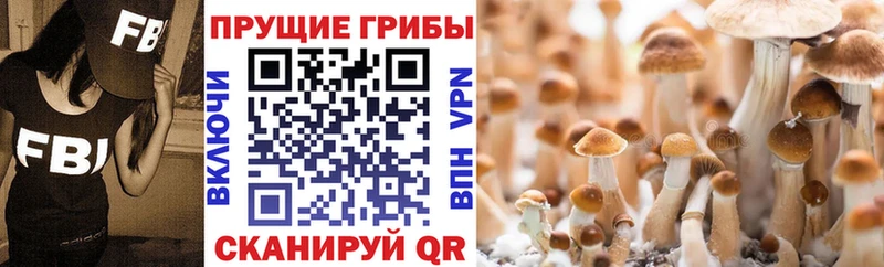 Псилоцибиновые грибы Cubensis Купино